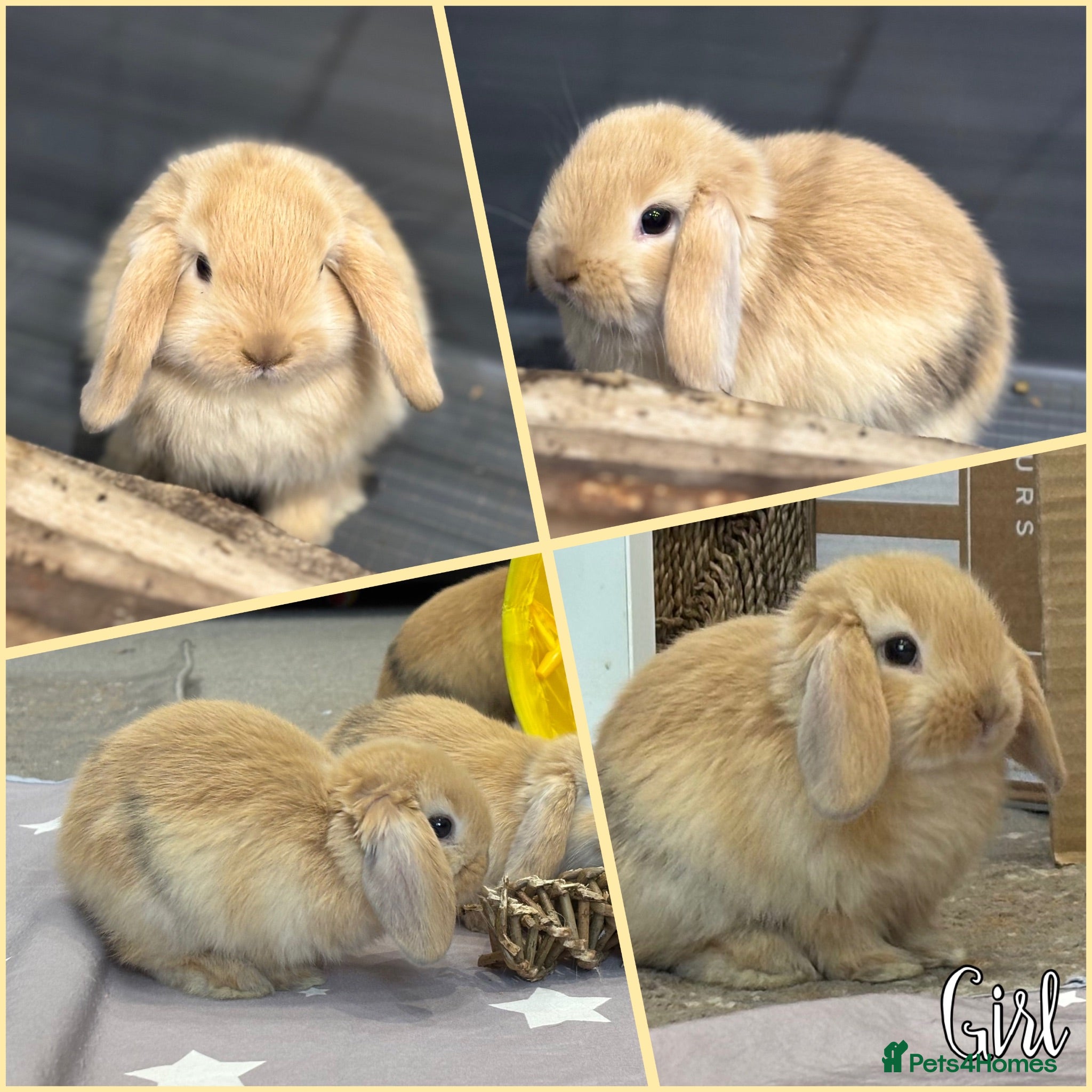 Mini Lop rabbits Beautiful baby mini lops - Advert 2