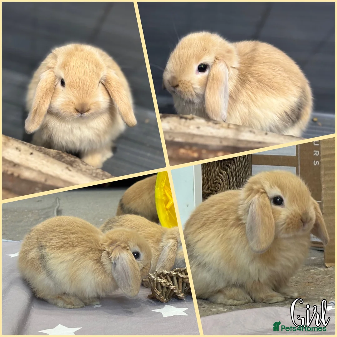 Mini Lop rabbits for sale: Beautiful baby mini lops - Advert 2