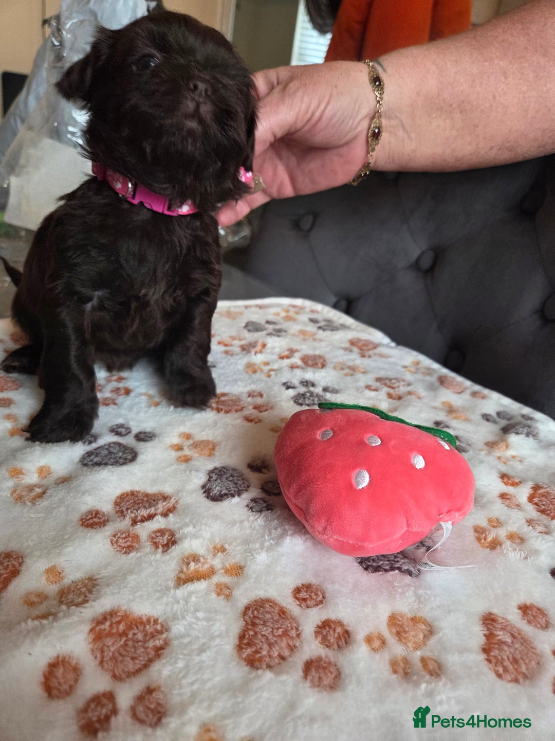 Shih Tzu dogs for sale: Shih Tzu Puppies For Sale  - Advert 18