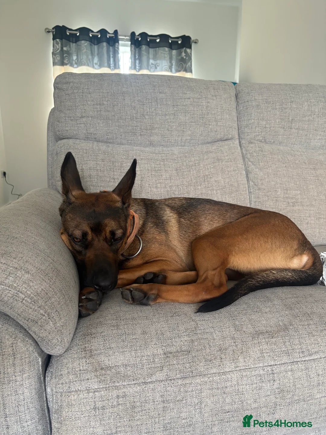 Belgian Shepherd Dog dogs for sale: Nova  - Advert 13