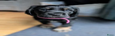 Pink collar girl 