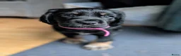 Cocker Spaniel dogs for sale: One female puppy left  - Advert 12