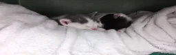Domestic Shorthair cats for sale: Short haired domestic kittens in Exeter - Advert 9