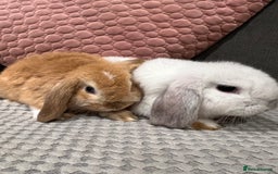 Mini Lop rabbits for sale: Beautiful mini lop rabbits for sale - Image 21