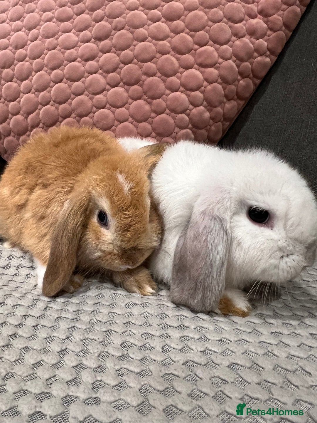 Mini Lop rabbits for sale: Beautiful mini lop rabbits for sale - Image 21