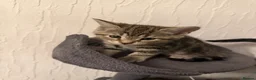 Mixed Breed cats for sale: Litter of 4 affectionate and playful cats  - Advert 4