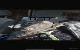 Patterdale Terrier dogs for sale: Patterdale Puppies - Image 8