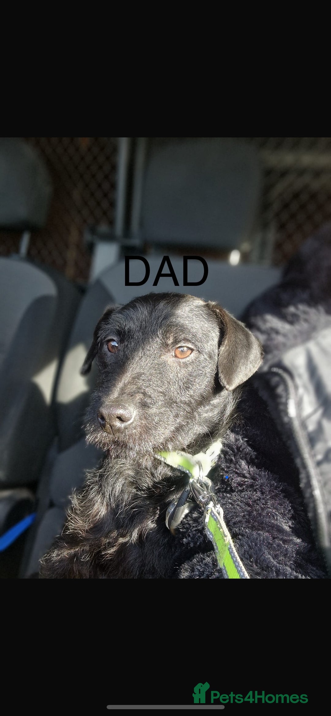 Patterdale Terrier dogs for sale: Patterdale Puppies - Image 8