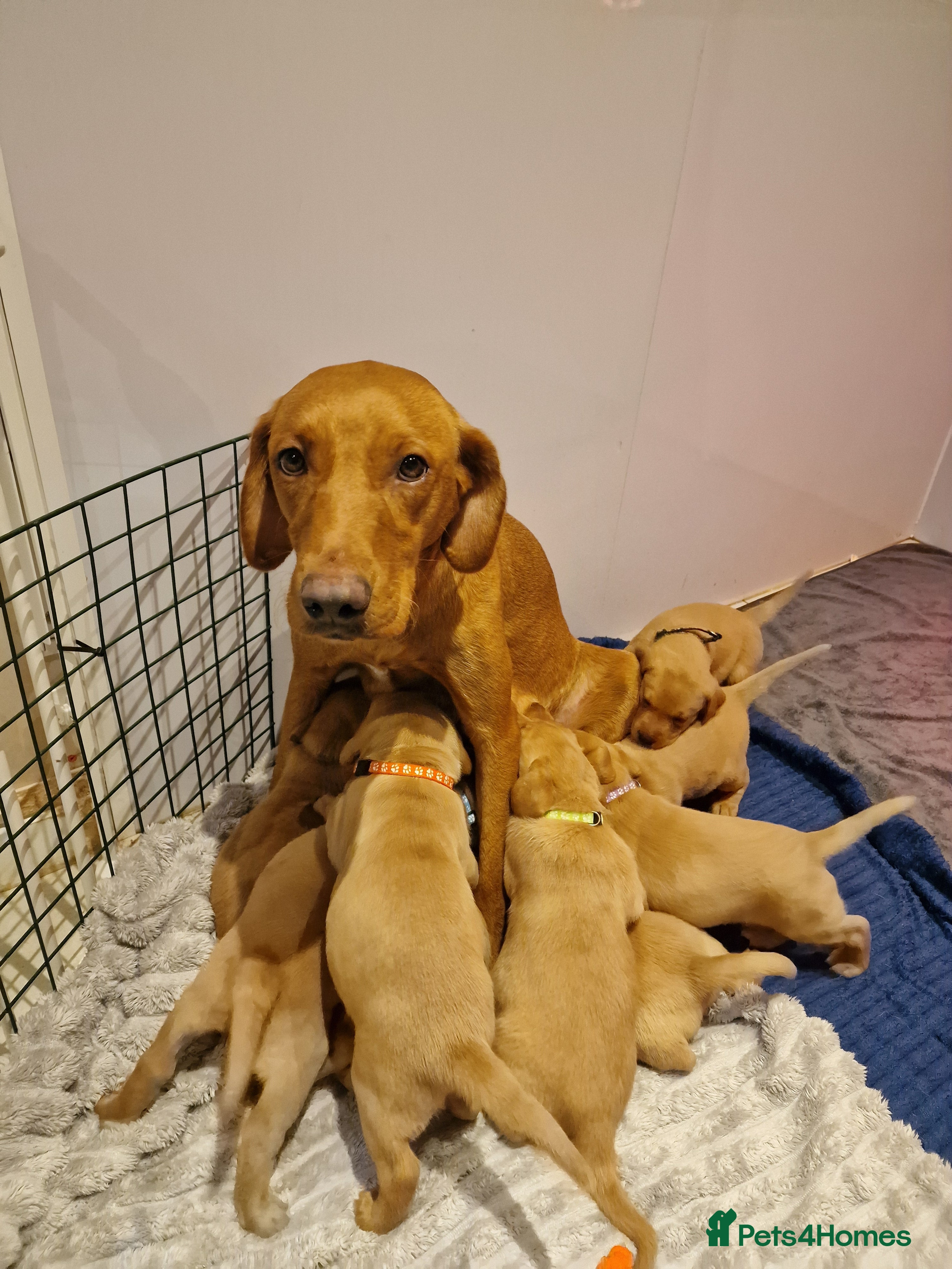 Labrador Retriever dogs Labrador Retriever Fox Red KC Registered  - Advert 1