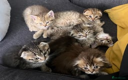 Scottish Fold cats for sale: 1 fold 2 straight Scottish darlings  - Image 13