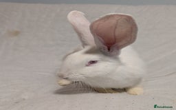 Mixed Breed rabbits for sale: New seller of rabbits - Image 2