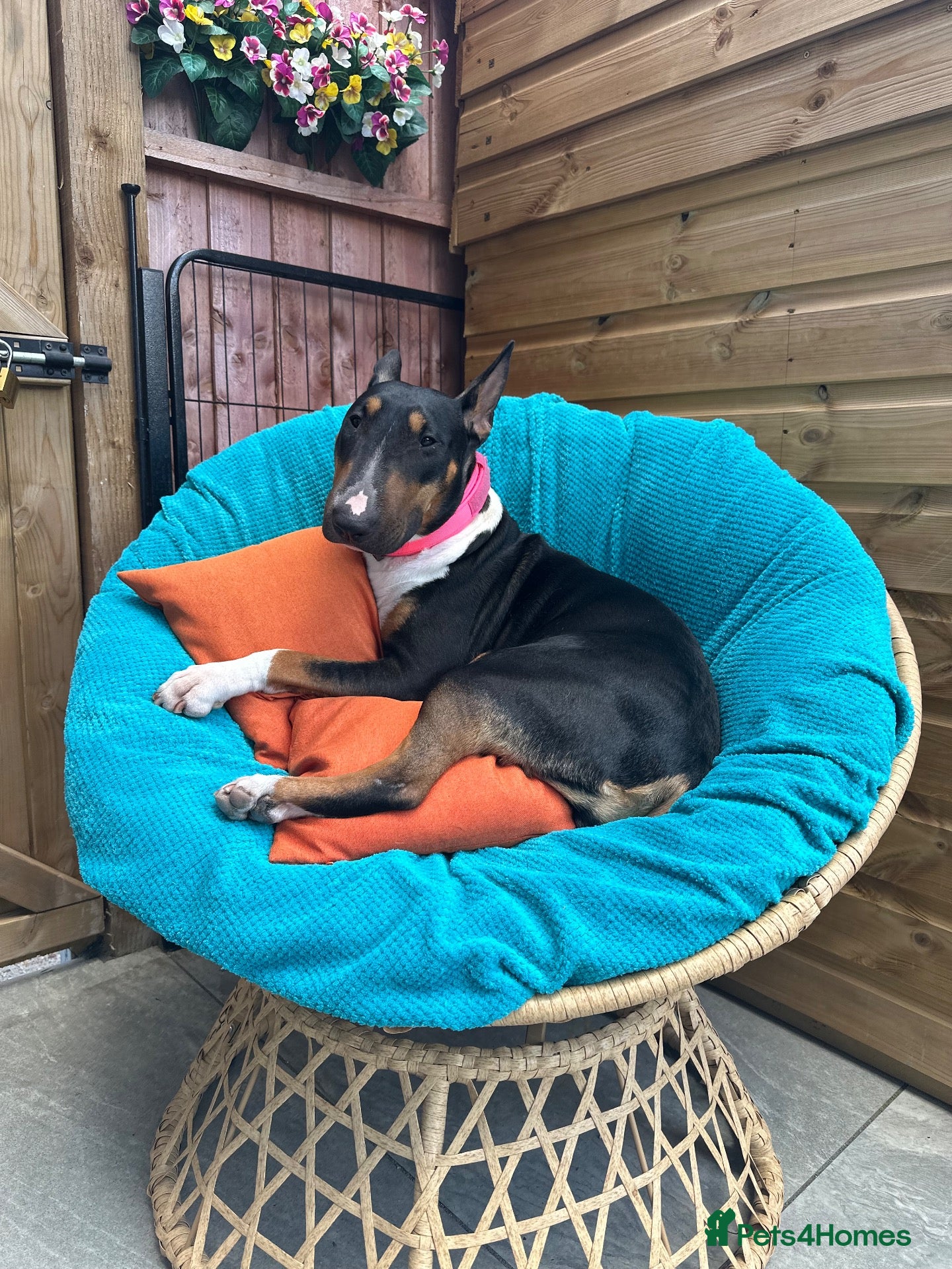 English Bull Terrier dogs KC UK Champion Bloodline Puppies Waiting List Open - Advert 2