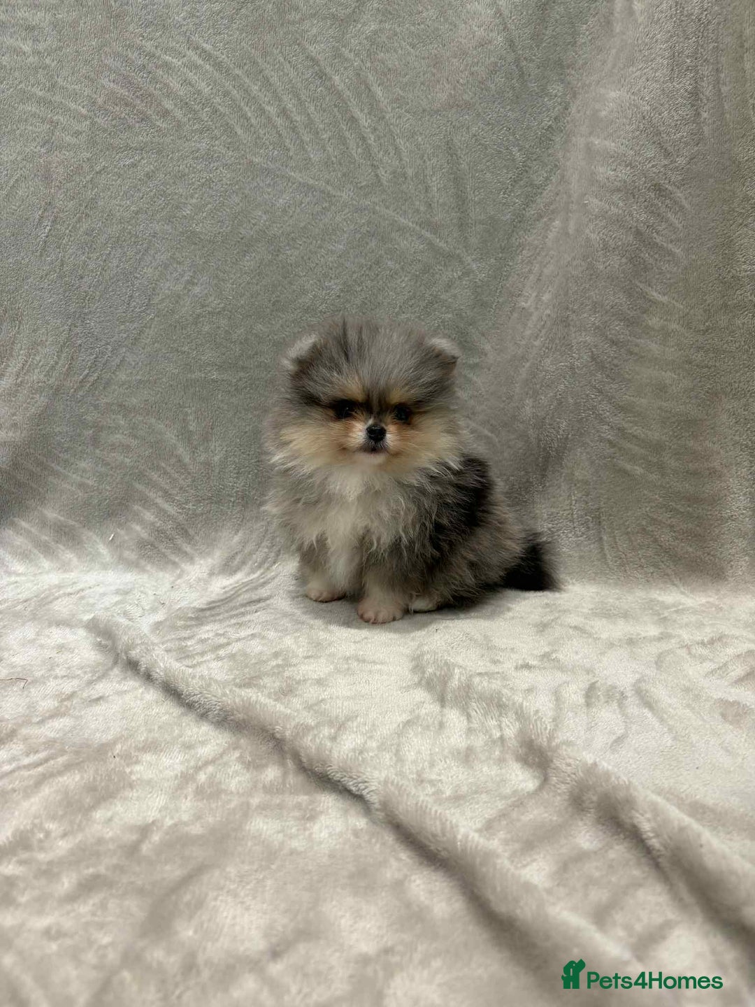 Pomeranian dogs for sale: RUSSIAN SHOW MERLE POMERANIAN PUPPYS  - Advert 2