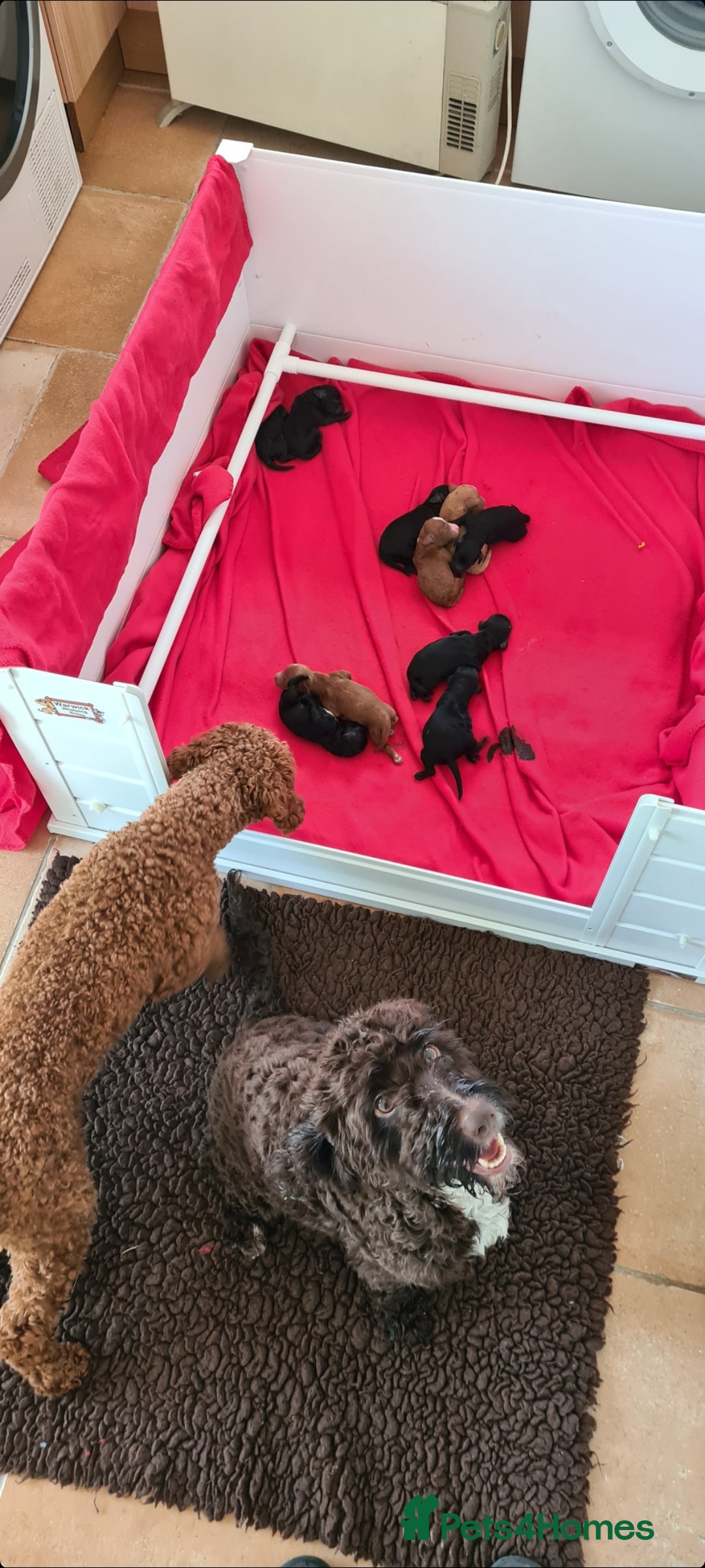 Miniature Poodle dogs for stud: KC Red stud Minature Poodle in Baldock - Advert 7