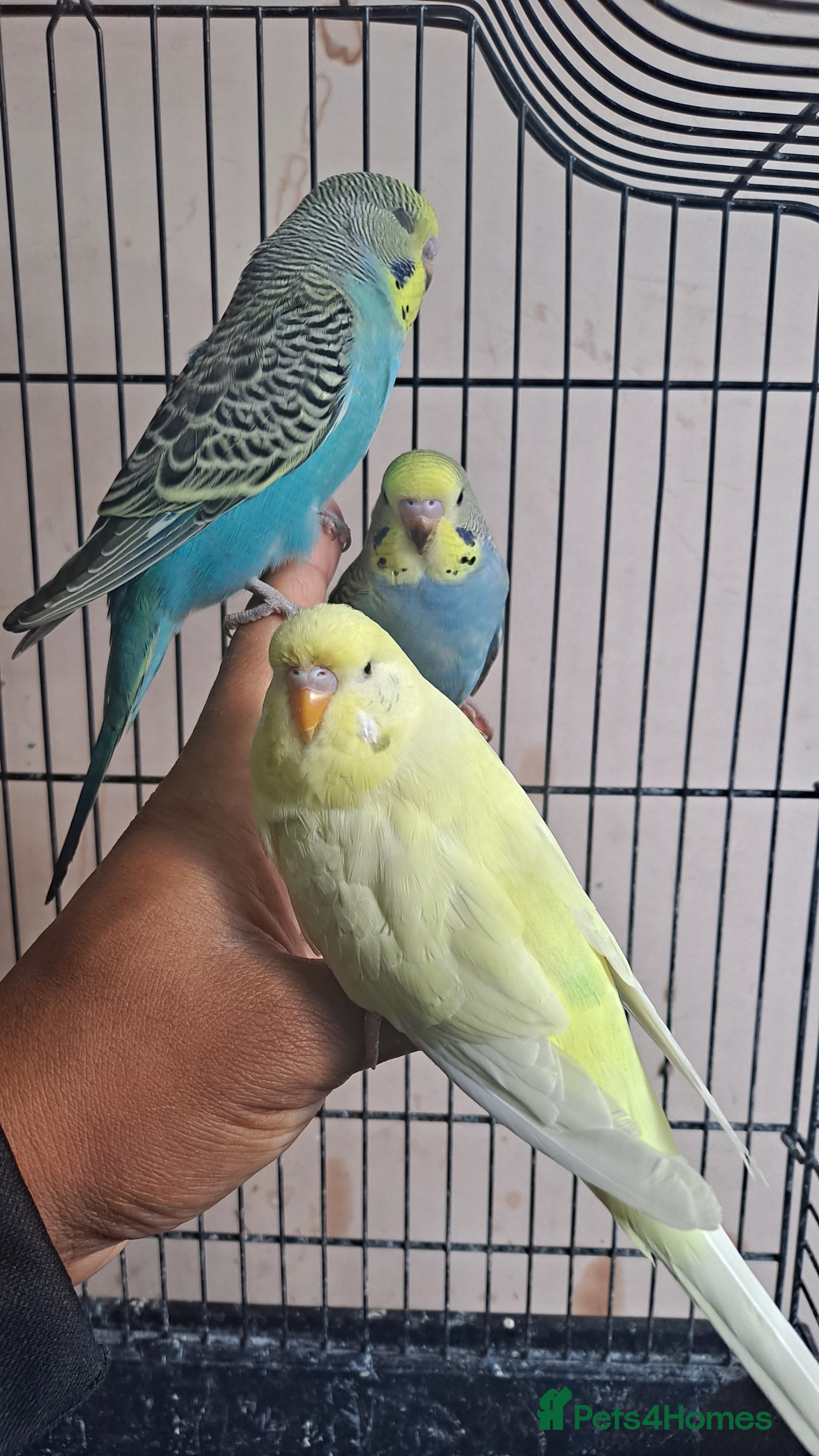Budgerigars birds Silly hand tamed baby budgies for sale  - Advert 20