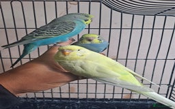 Budgerigars birds for sale: Silly hand tamed baby budgies for sale  - Advert 1