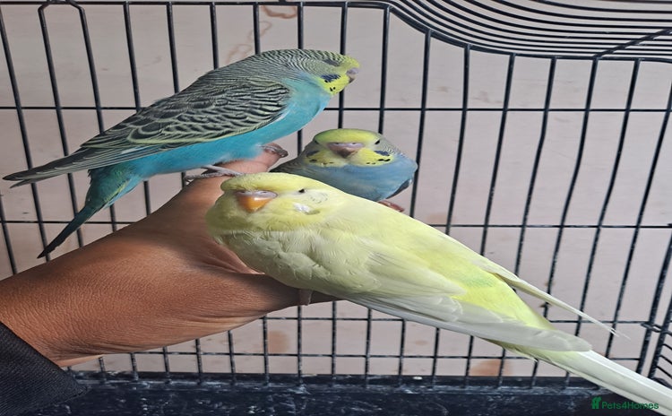 Budgerigars birds Silly hand tamed baby budgies for sale  - Advert 1