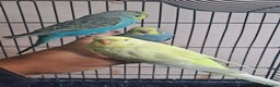 Budgerigars birds for sale: Silly hand tamed baby budgies for sale  - Advert 1