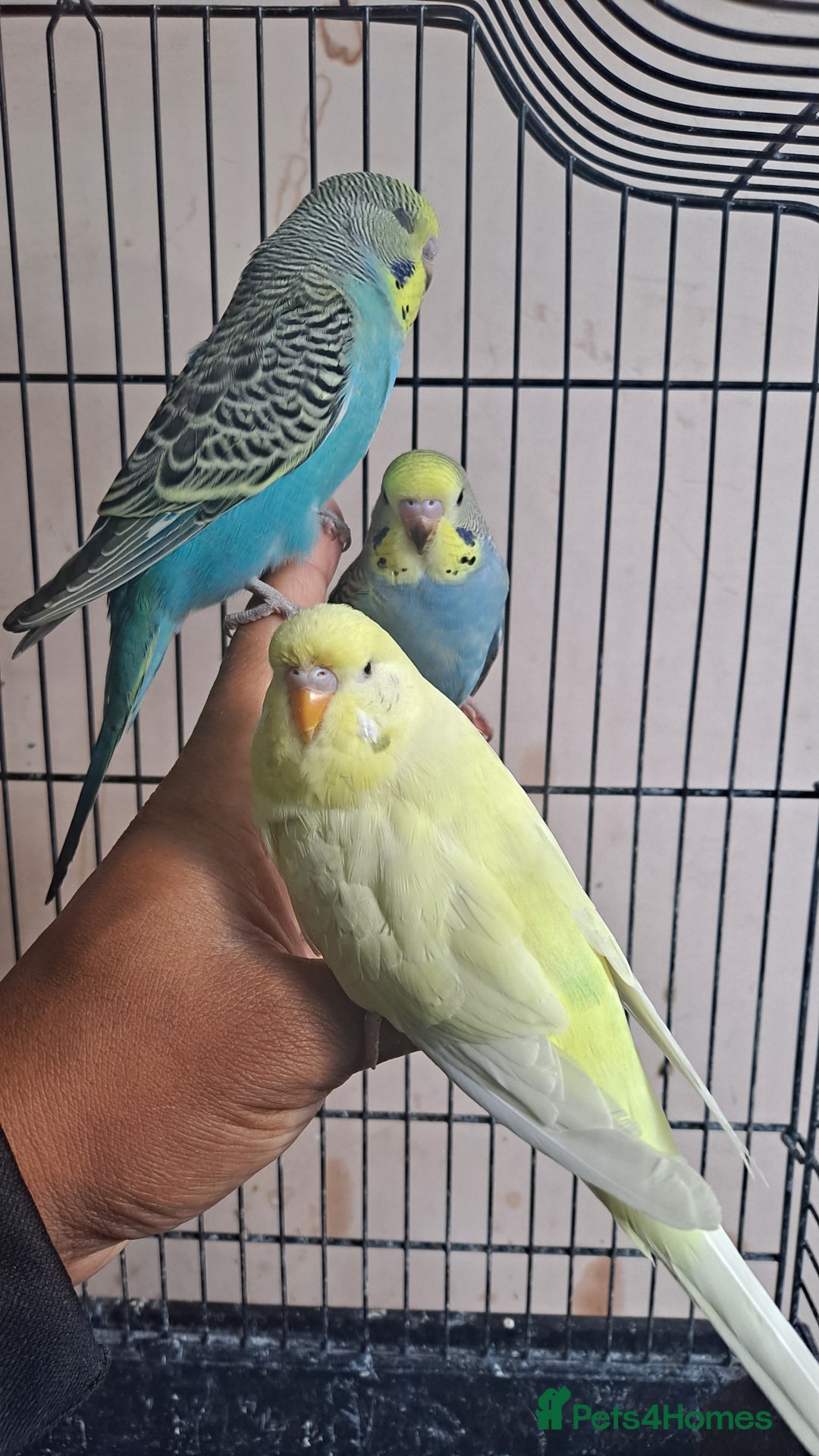 Budgerigars birds for sale: Silly hand tamed baby budgies for sale  - Advert 1