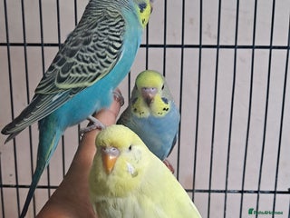 Budgerigars birds Silly hand tamed baby budgies for sale - Advert 8