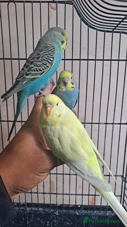 Budgerigars birds Silly hand tamed baby budgies for sale - Advert 1