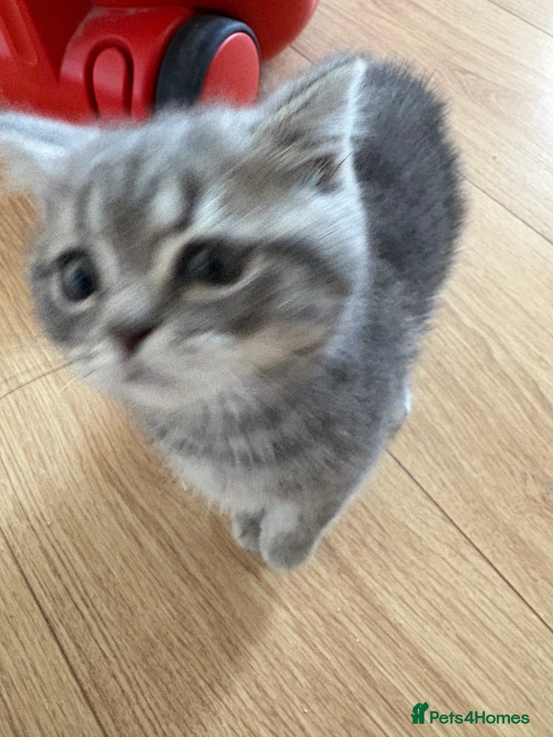 Persian cats for sale: Beautiful loving Persian Boy - Image 9