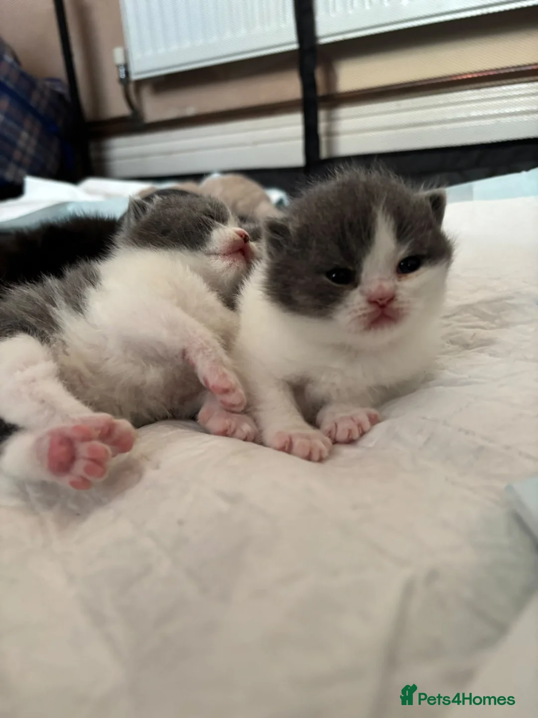 British Shorthair cats for sale: 😻 Beautiful Bsh Kittens  GCCF Registered 😻 - Advert 2