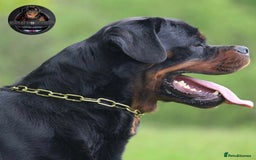 Rottweiler dogs for sale: Top KC Registered Rottweiler Puppies For Sale - Image 34