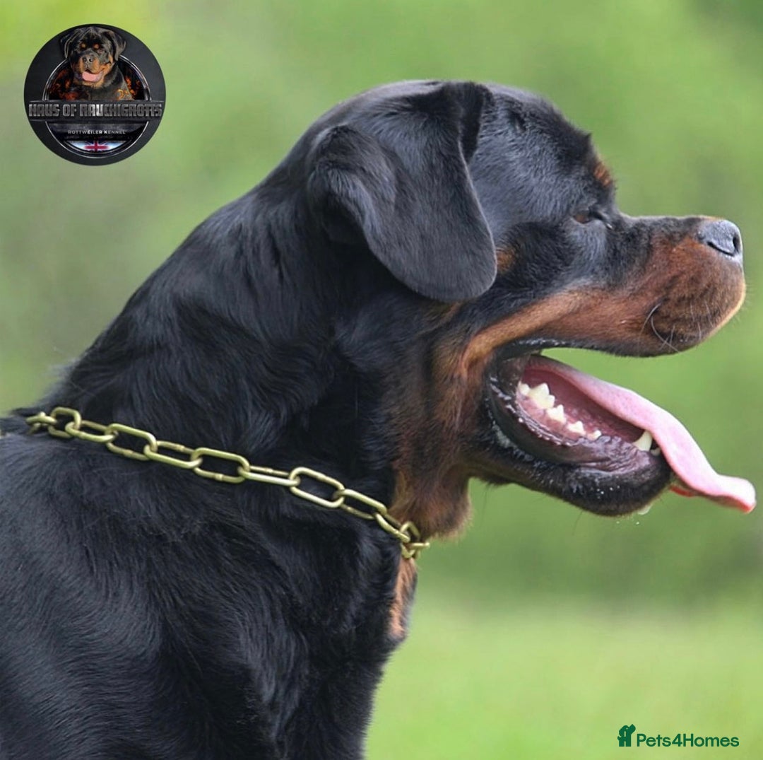 Rottweiler dogs for sale: Top KC Registered Rottweiler Puppies For Sale - Image 34