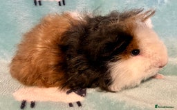 Guinea Pig rodents for sale: Pure Bred Texel Boar - Image 2