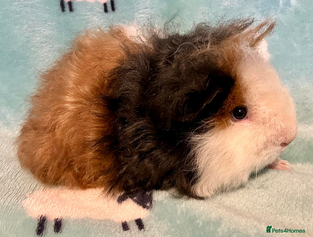 Guinea Pig rodents for sale: Pure Bred Texel Boar - Image 2