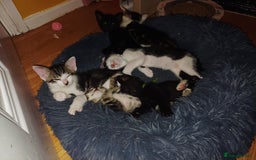 Mixed Breed cats for sale: Blue point siamese x domestic cat - Image 19