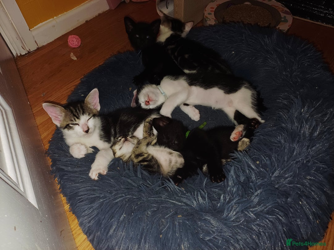 Mixed Breed cats for sale: Blue point siamese x domestic cat - Image 19