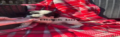 Cocker Spaniel 7 black boy