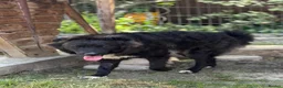Mixed Breed dogs for adoption: 🌸🐾 KATY – A GENTLE GIRL FOR A LOVING HOME 🐾🌸 - Advert 16