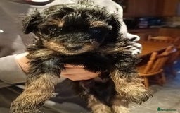 Mixed Breed dogs for sale: Beautiful pomapoo X puppies  - Image 4