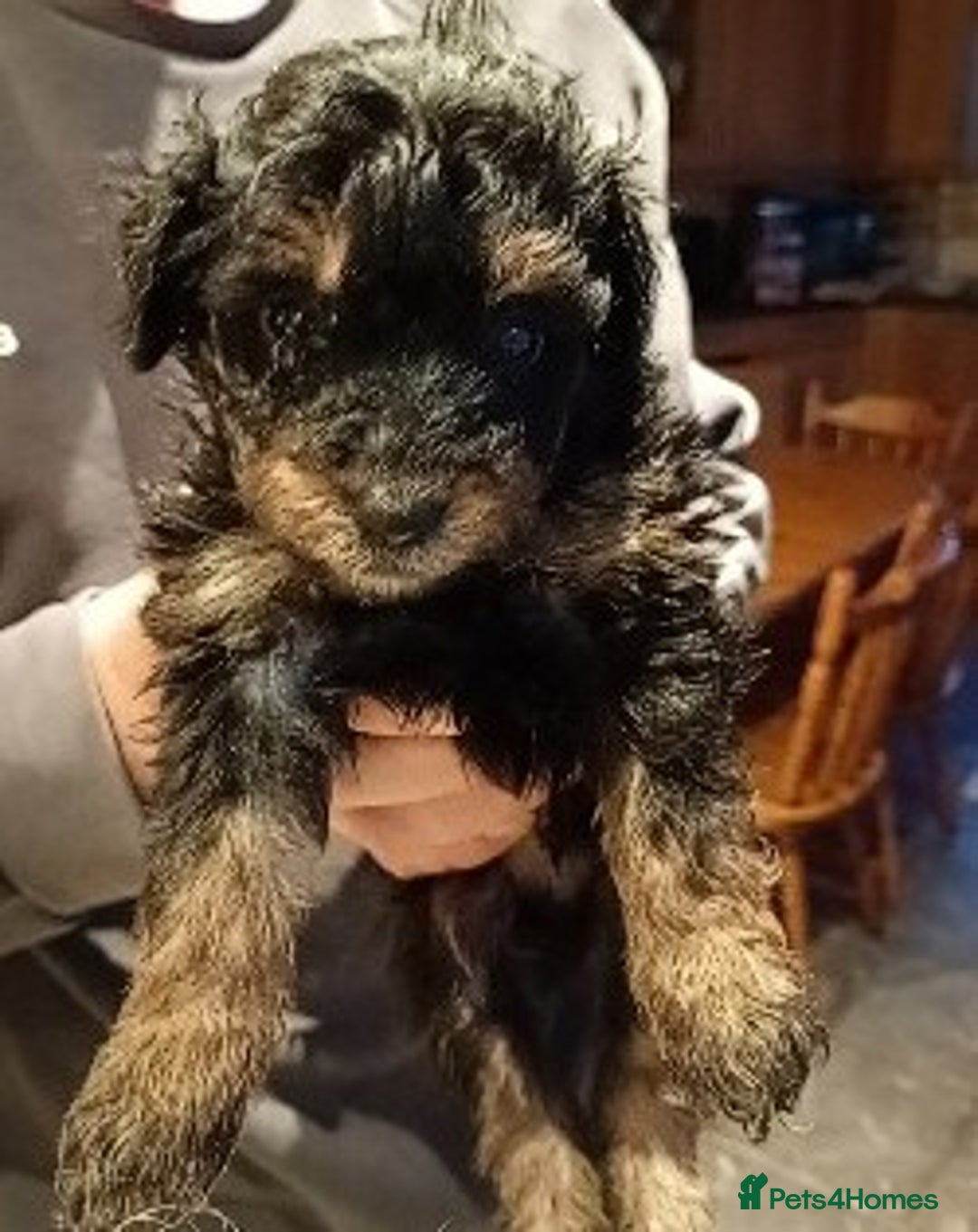 Mixed Breed dogs for sale: Beautiful pomapoo X puppies  - Image 4