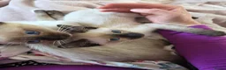 Snowshoe cats for sale: Seal Point Snowshoe kittens - two left - Advert 7