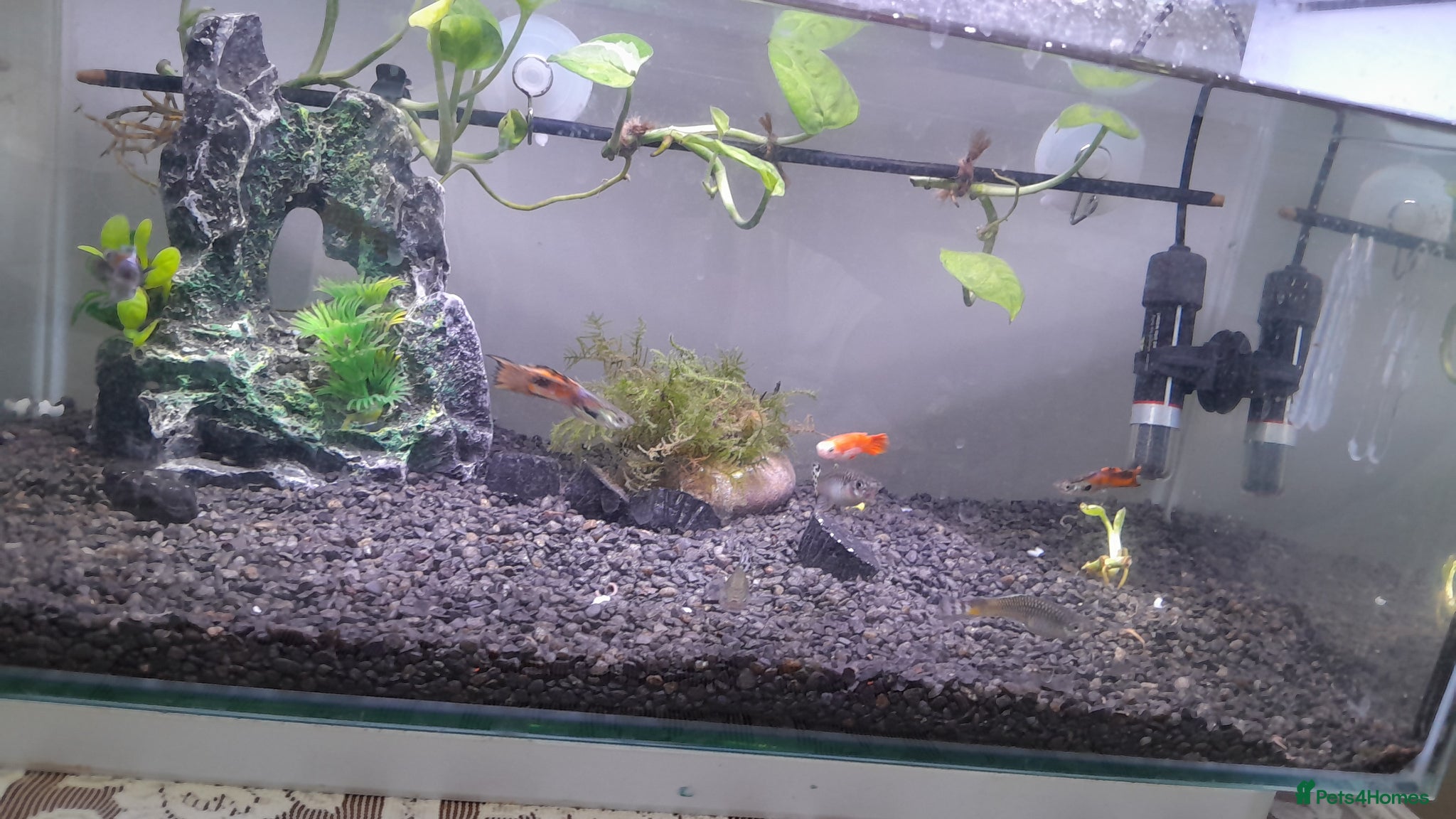 Live Bearers fish Colorful guppys 4 male 2 female  - Advert 6
