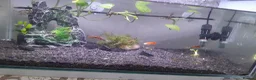 Live Bearers fish for sale: Colorful guppys 4 male 2 female  in Hayes - Advert 1