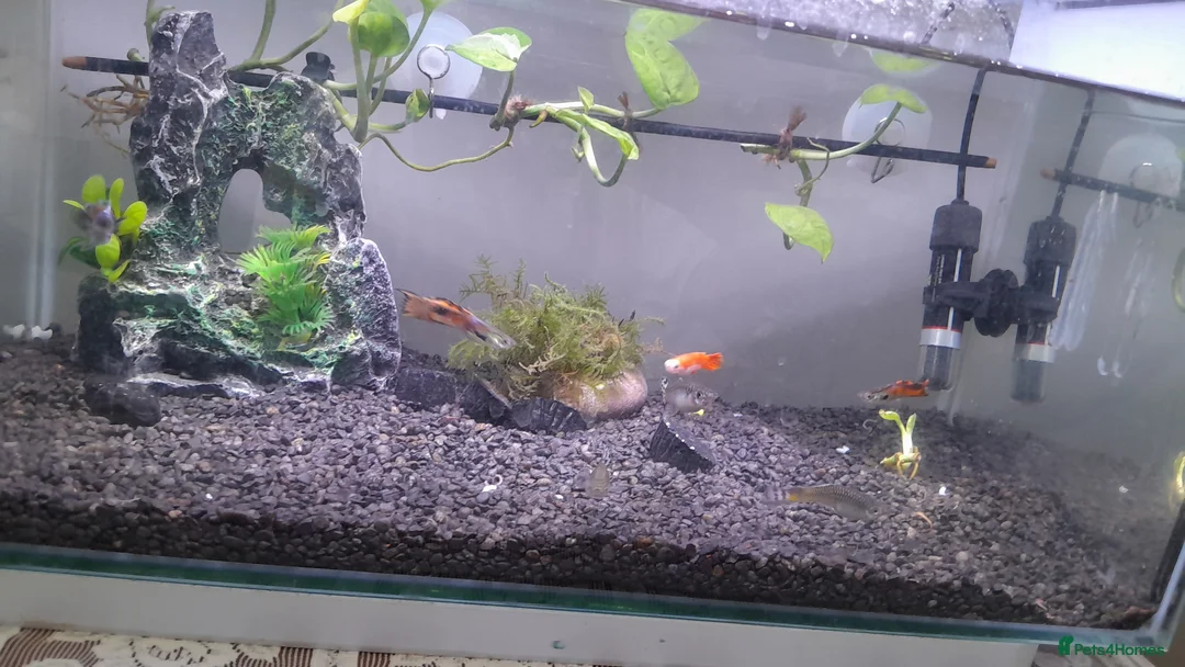 Live Bearers fish for sale: Colorful guppys 4 male 2 female  in Hayes - Advert 1