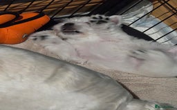 West Highland Terrier dogs for sale: Gorgeous pedigree westies, excellent bloodlines - Image 19