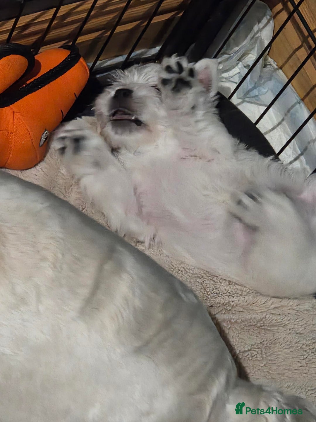 West Highland Terrier dogs for sale: Gorgeous pedigree westies, excellent bloodlines - Image 19