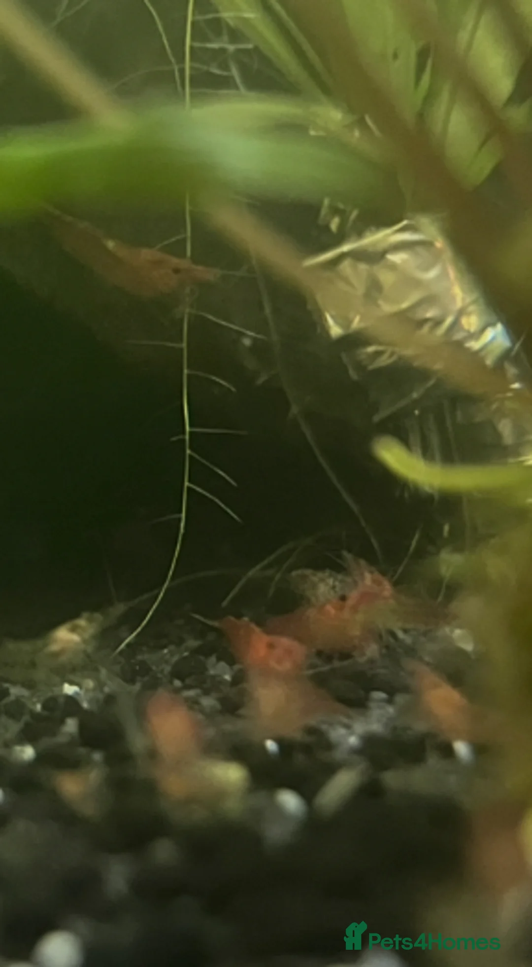 Shrimps fish for sale: Red cherry shrimp and blue dream shrimp - Advert 3