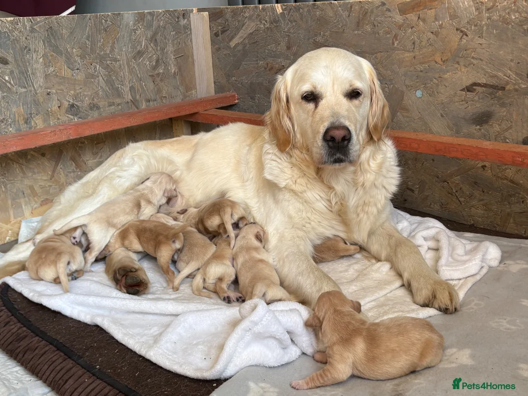 Golden Retriever dogs for sale: Golden retriever puppies  - Advert 6