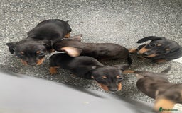 Dachshund dogs for sale: Miniature dachshunds  - Image 11