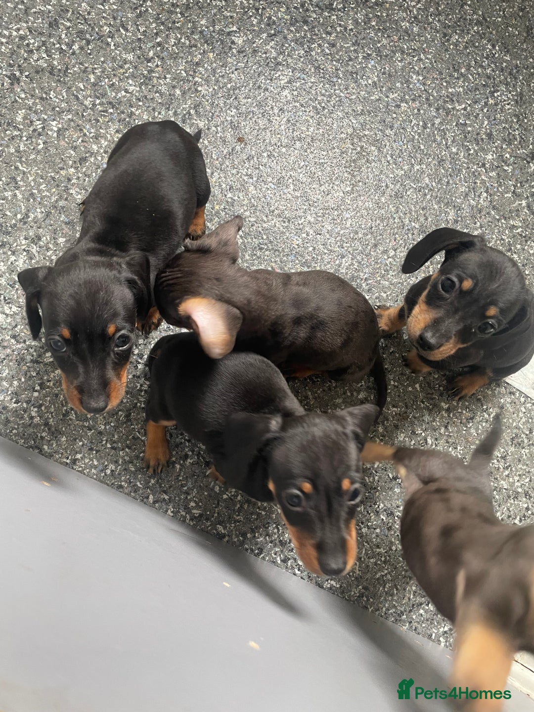 Dachshund dogs for sale: Miniature dachshunds  - Image 11