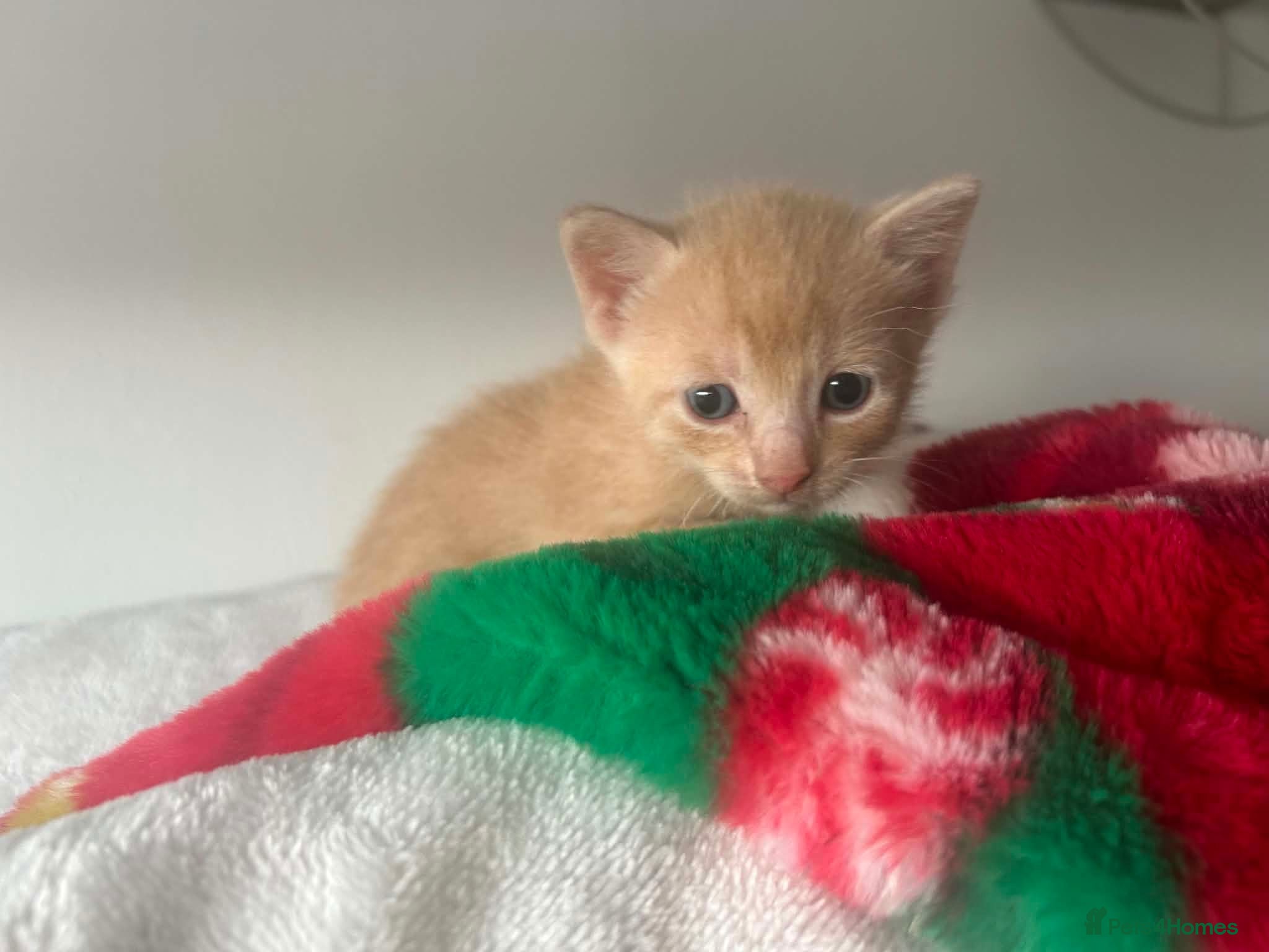 Mixed Breed cats Ginger kitten - Advert 11