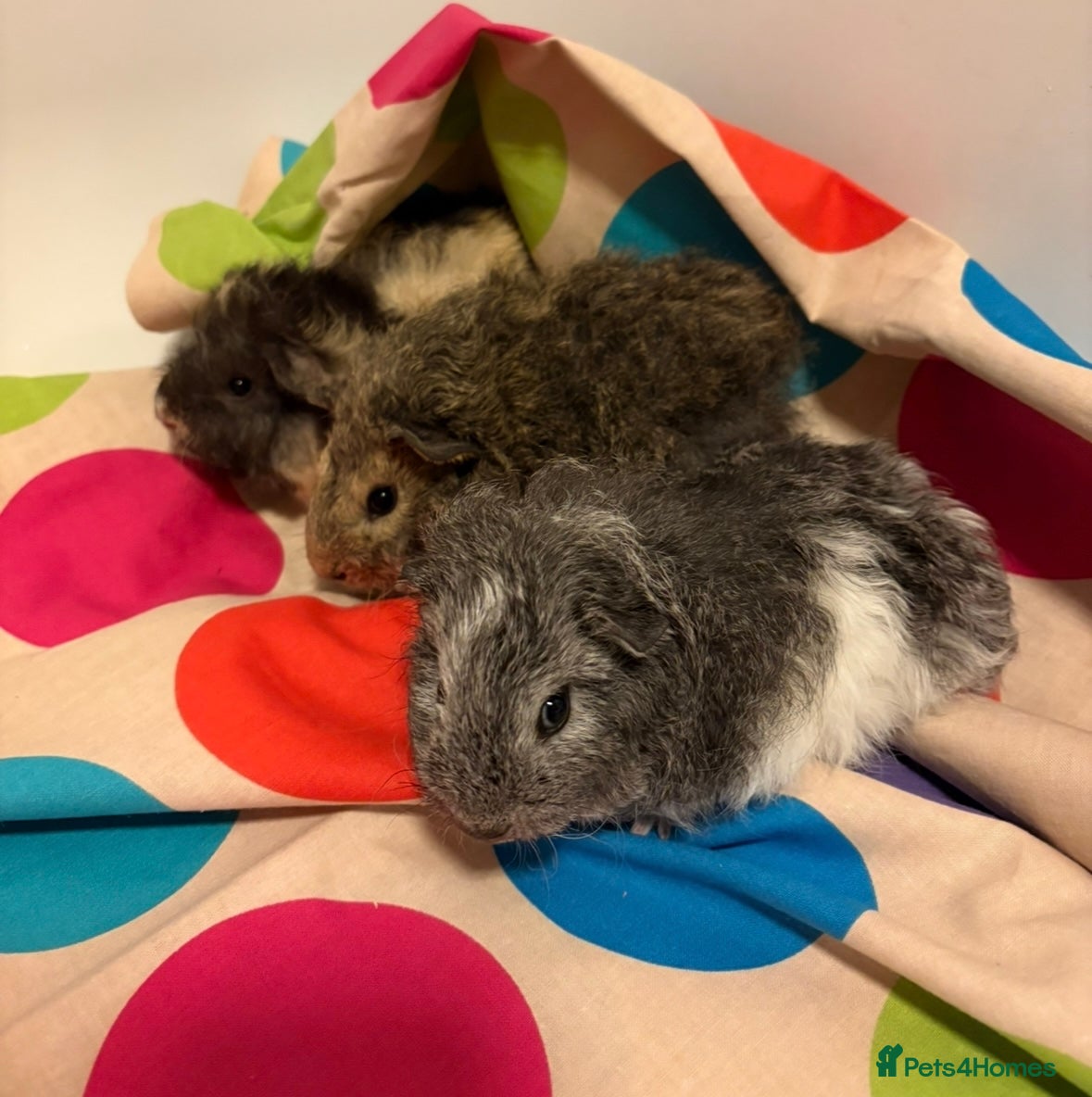 Guinea Pig rodents Gorgeous Fluffy piggies 3 x Boys - Advert 1
