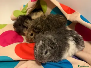 Guinea Pig rodents Gorgeous Fluffy piggies 3 x Boys - Advert 1